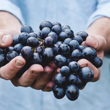 harvest for Orcia DOC wines