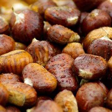 chestnuts of Montefeltro