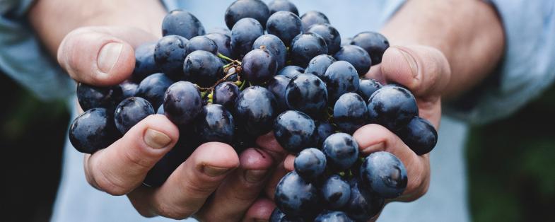 harvest for Orcia DOC wines