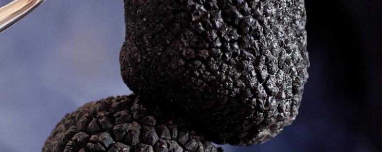 Tartufo nero del Montefeltro