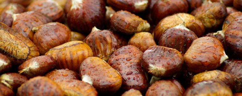 chestnuts of Montefeltro